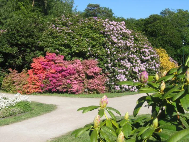 RHODODENDRONPARK