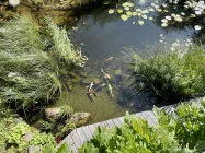 Koi`s im Teich