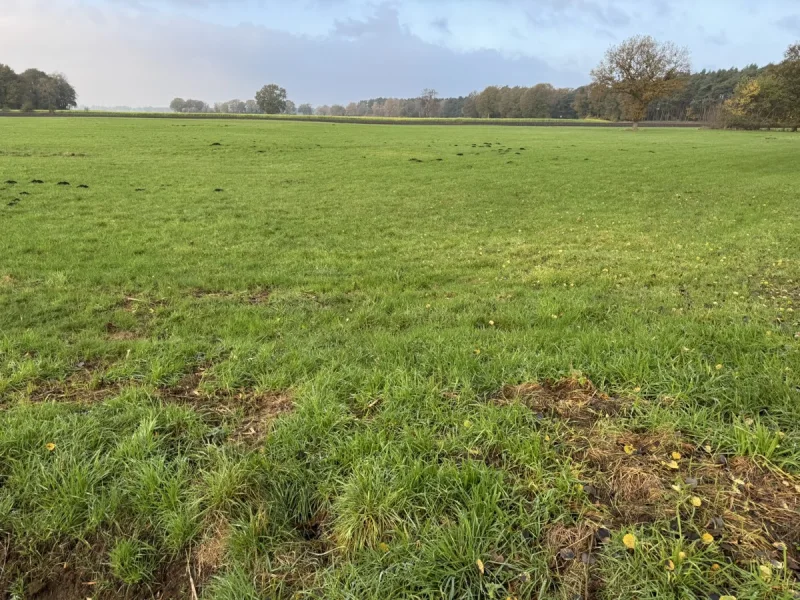 Grundstück - Grundstück kaufen in Wersen - Ackerland in Lotte / Wersen