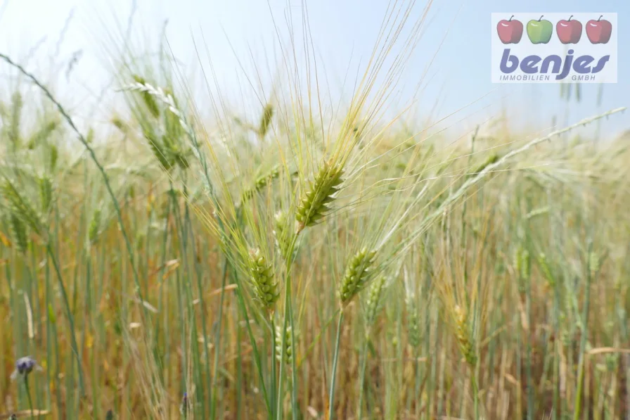 Landverkauf - Land- und Forstwirtschaft kaufen in Barnstorf - 1.17.95 ha Ackerland in der Gemarkung Barnstorf