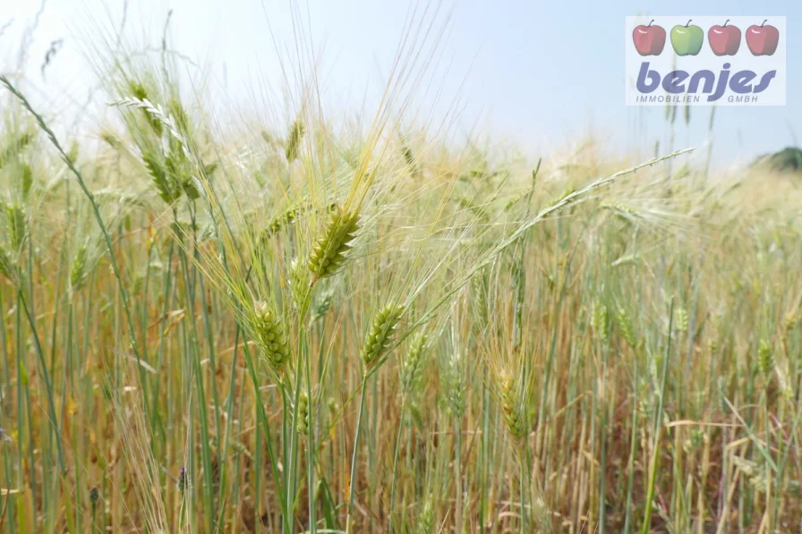 Landverkauf - Land- und Forstwirtschaft kaufen in Riede - 1.72.76 ha Ackerland und 4.75.35 ha Grünland in der Gemarkung Riede