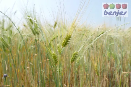 Landverkauf - Land- und Forstwirtschaft kaufen in Bassum / Stühren - Verkauf: 4,4 ha Ackerland in der Gemarkung Stühren (2 Flächen)