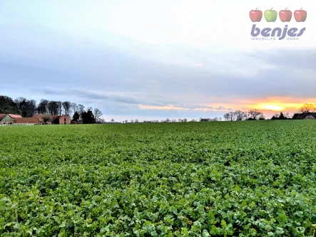 Landverkauf - Land- und Forstwirtschaft kaufen in Bruchhausen-Vilsen / Homfeld - Verkauf: 8,48 ha Ackerland in der Gemarkung Homfeld