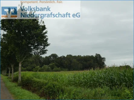 Blick zum Wald - Grundstück kaufen in Georgsdorf - #reserviert#Waldfläche in Georgsdorf