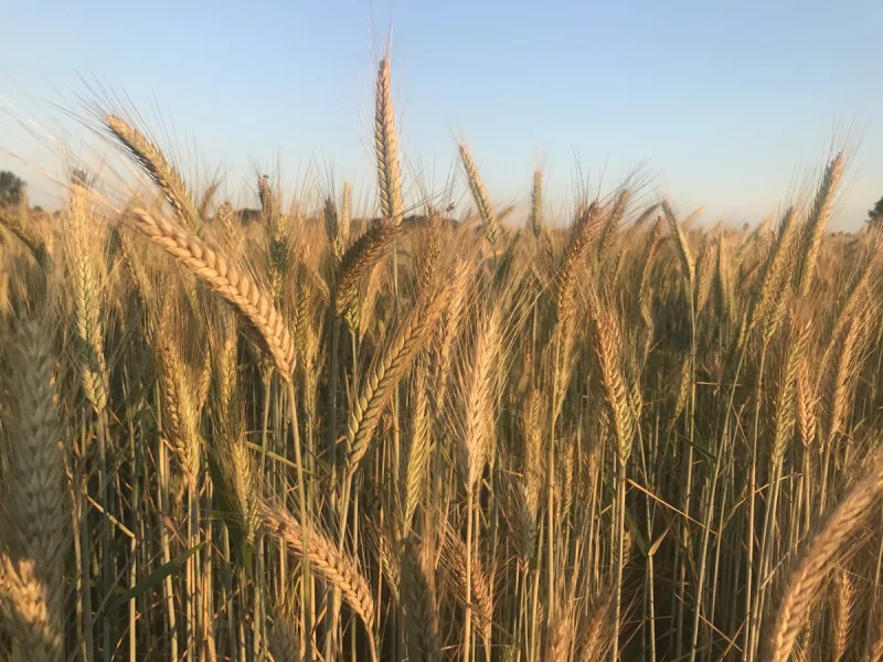 Foto - Grundstück kaufen in Großenkneten / Halenhorst - 5 ha Ackerland in Großenkneten / Halenhorst