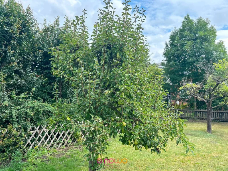 Birnenbaum im Garten