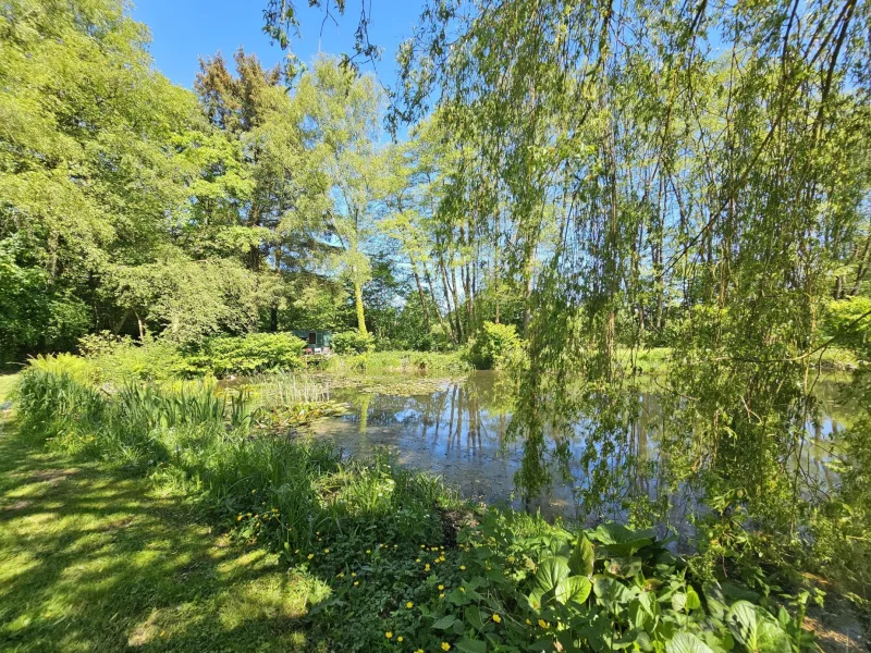 Toller Blick zur Trauerweide und zu den Sumpfdotterblumen