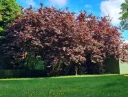 Schöner Baumbestand im Garten