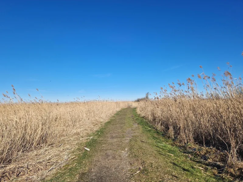 Der angrenzende Pfad zur Naturbadestelle am Schleiufer