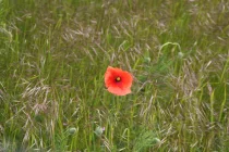 Mohn