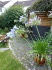 Sitzplatz Garten Agapanthus