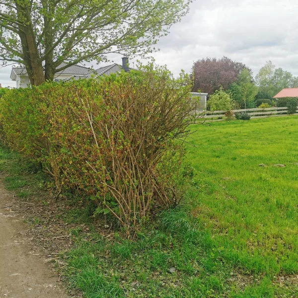 Blick auf die grüne Wiese