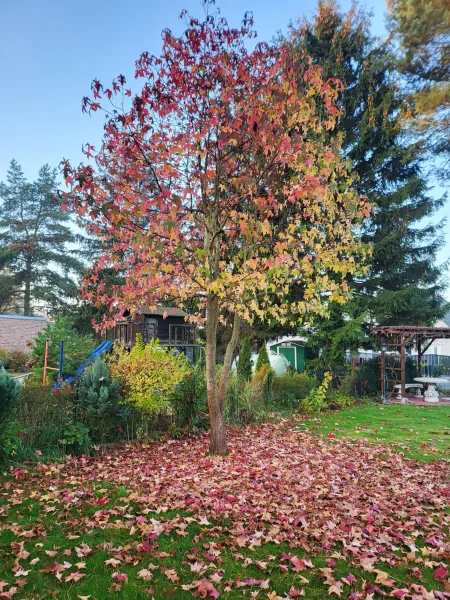 Herbstimpression aus dem Garten