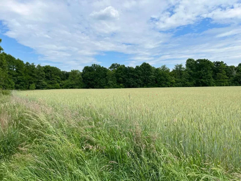  - Zinshaus/Renditeobjekt kaufen in Wandlitz - DEUTSCHMANN IMMOBILIEN ***** ivd - "Großes Paket" mit Wald-, Forst- und Grünflächen im Barnim!