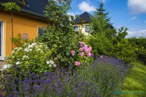 Staudenbeet an der Terrasse