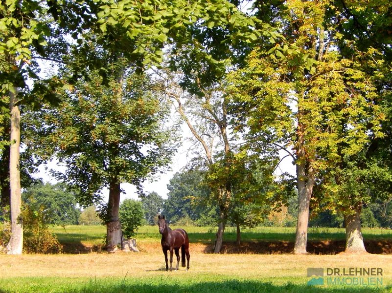 Pferdeparadies mit Weiden und hohen Bäumen