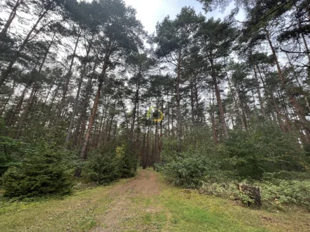 Natur - Grundstück kaufen in Beelitz / Fichtenwalde - Absolute ruhige Lage am Wald - 30 Minuten nach Berlin