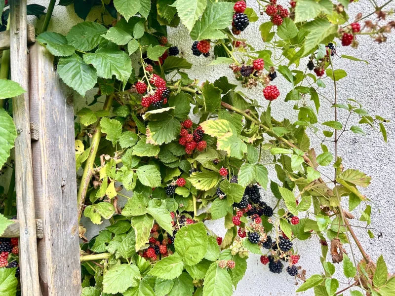 Brombeeren