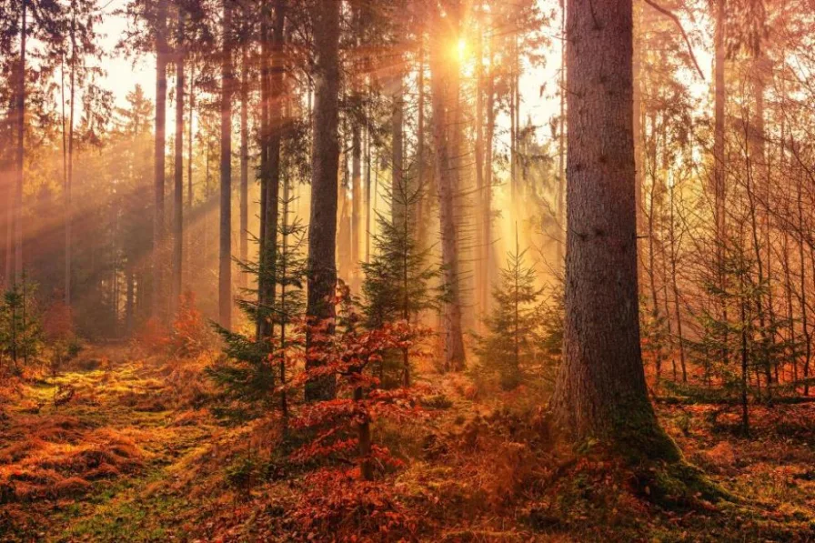 Wald - Grundstück kaufen in Obernzenn - Forstwirtschaftliche Fläche (Nadelwald)