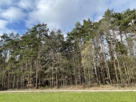 Ansicht - Grundstück kaufen in Flachslanden - Forstwirtschaftliche Fläche (Nadelwald)