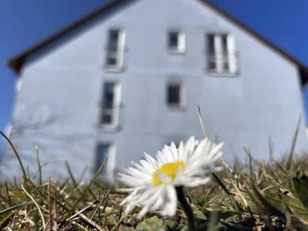 Haus 18007 immoHAL - Wohnung mieten in Halle - Grüne Nachbarschaft inklusive! Helle 3Raum-Wohnung mit Balkon und Tageslichtbad!