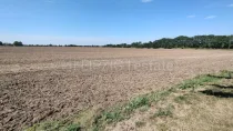 Blick vom Garten auf das angrenzende Feld