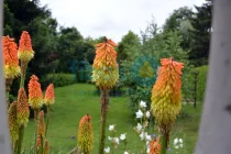 Garten mit Blumen