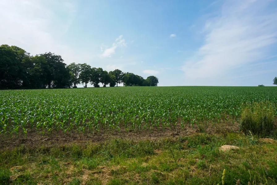 Feld hinter Haus