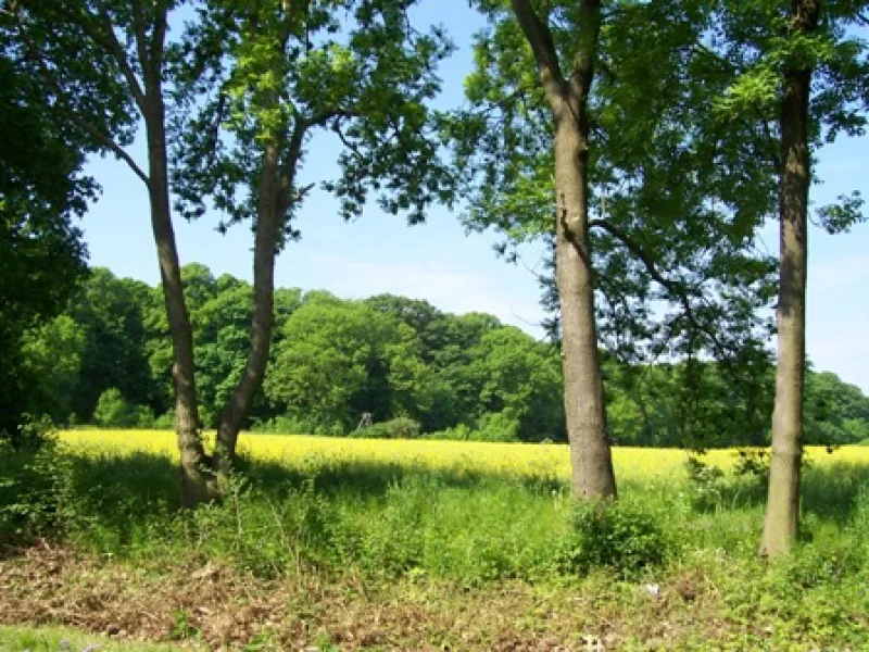 Ruhe - Grundstück kaufen in Ballenstedt - Attraktives Freizeitgrundstück für Individualisten und Naturliebhaber