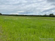 Blick auf die Wiese