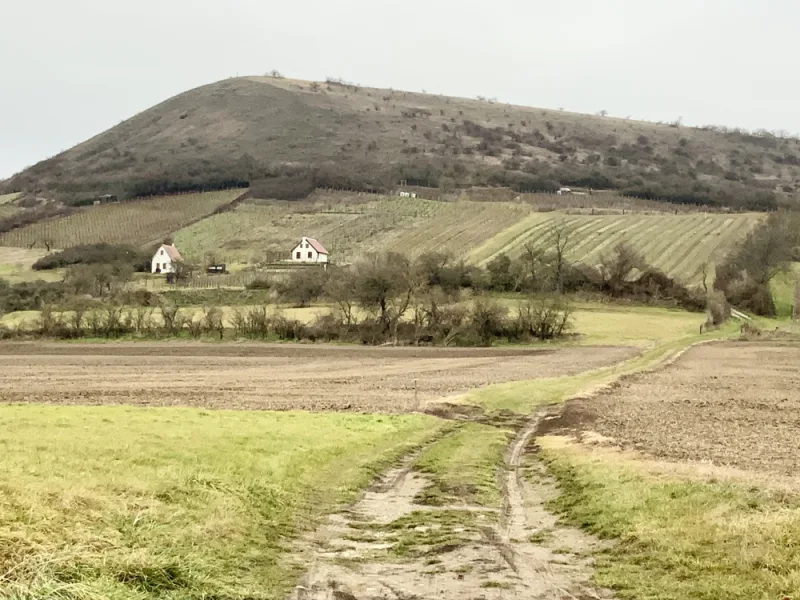 Weinumgebung