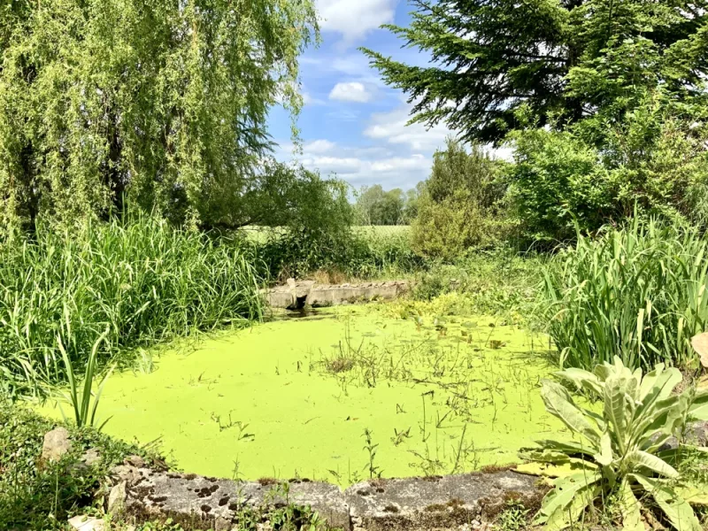 Naturteich mit Blick zur Röderaue