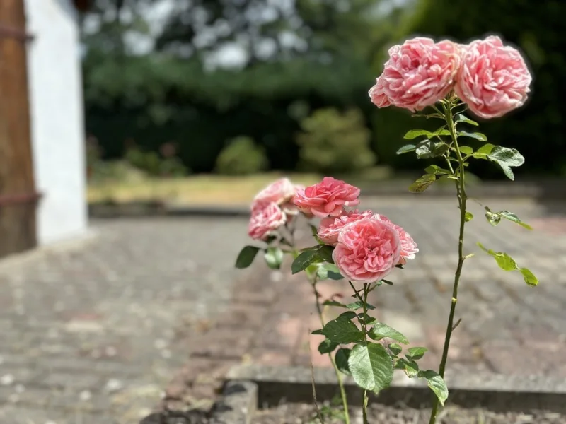 Rosen im Garten