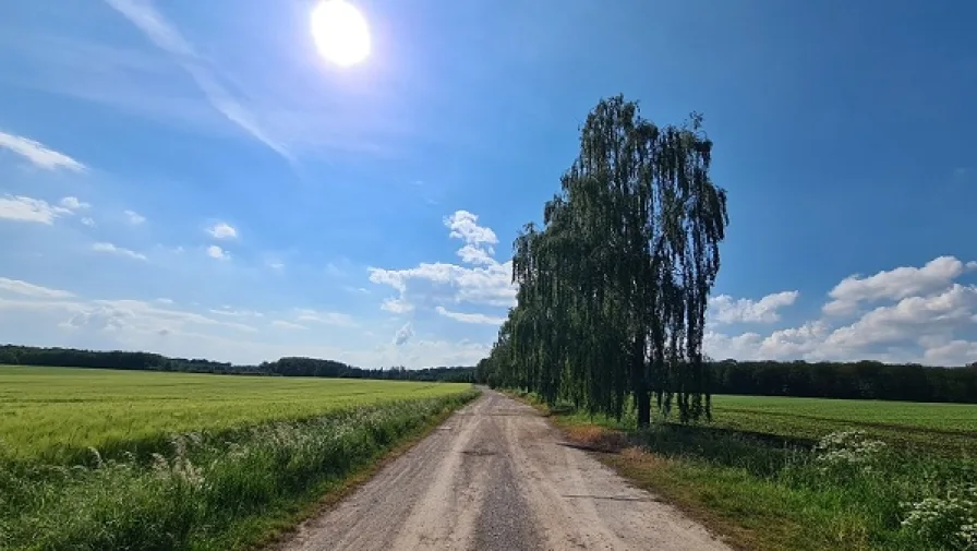 angrenzender Wald - Hohe Holz 