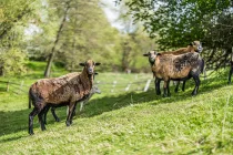 Colditz | Vierseitenhof - Garten mit 6 zahmen Schafen