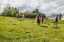 Colditz | Vierseitenhof - Garten mit 6 zahmen Schafen