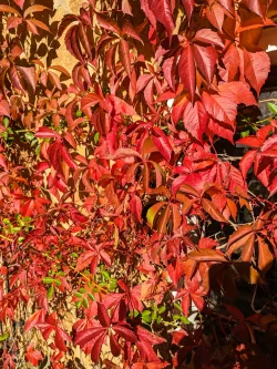 Garten - Haus kaufen in Halle - Gemütliches Eigenheim an der idyllischen Dölauer Heide