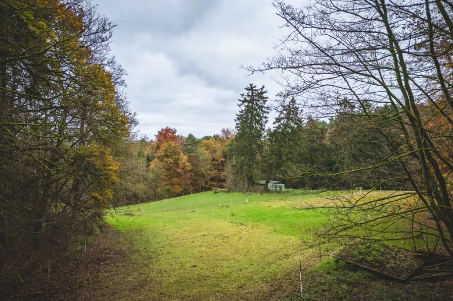 Blick Richtung Pferdewiesen