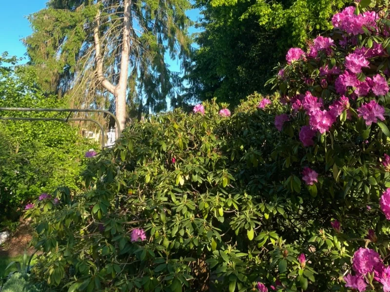 Gartenimpressionen (Sommerfoto)