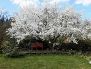 es blüht im Frühjahr in Ihrem Garten!