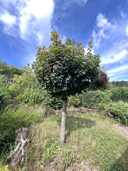 kleiner Garten