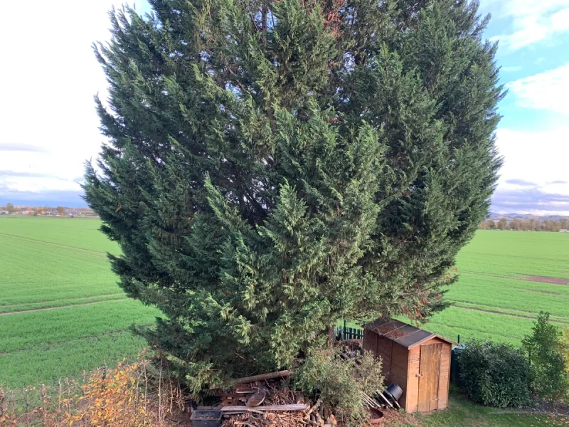 Blick ins Grüne