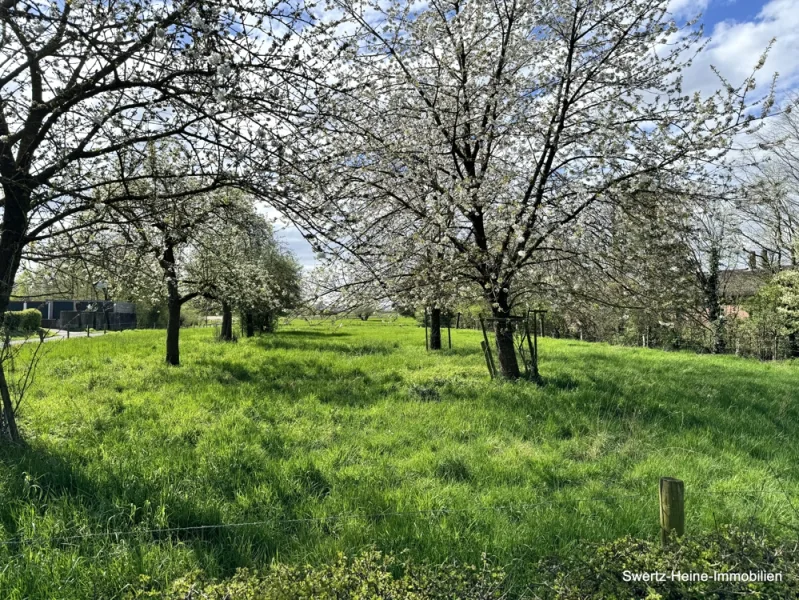 Obstwiese