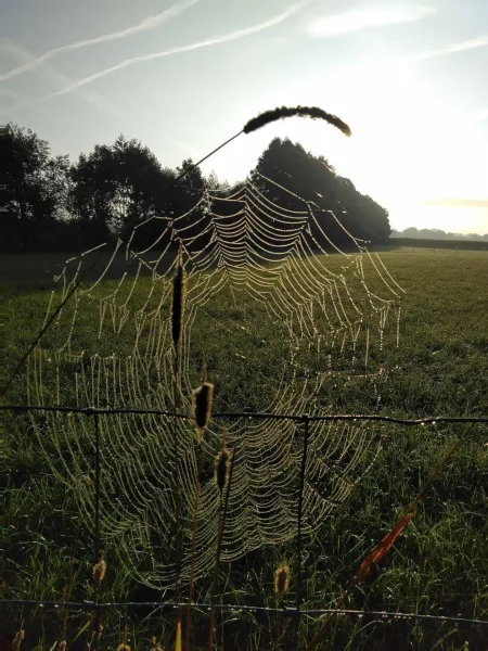 Spinnennetz Detailfoto