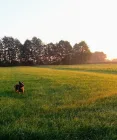 Baumreihe hinter den Weiden