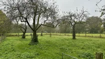 Obstwiese