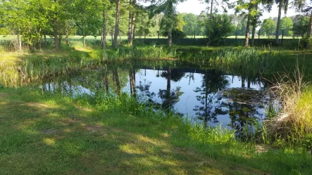 Teich - Haus kaufen in Warendorf - Landhaus für Hundeliebhaber auf 8.300 m² eingezäuntem Grundstück zu verkaufen