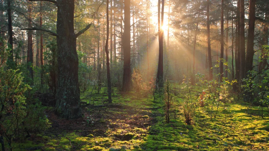 1 - Grundstück kaufen in Billroda - 8,6 ha Wald arrondiert, zu verkaufen