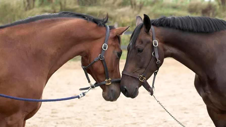 startfoto - Haus kaufen in Delmenhorst - Profi-Reitanlage mit 40er Halle und 60er Platz zu verkaufen