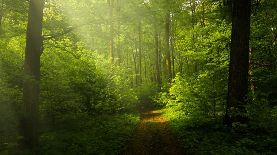 Beispiel - Grundstück kaufen in Billroda - 8,6 ha Wald arrondiert, zu verkaufen